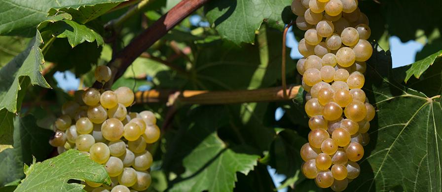 New Cold-Hardy Wine Grape Proving Hugely Popular