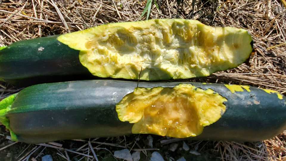 What’s Chomping Your Vegetable Crops? How to Find Out