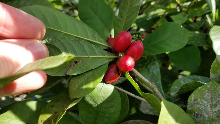 Why Miracle Fruit Might Be a Flavorful Fit in Florida