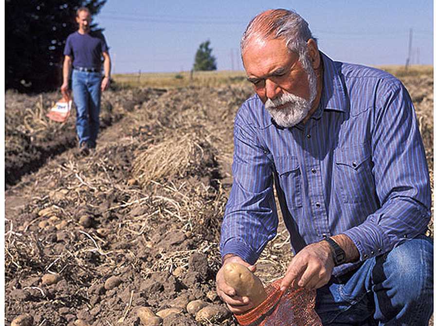 How the Most Popular Potato in the U.S. Reached Its Status