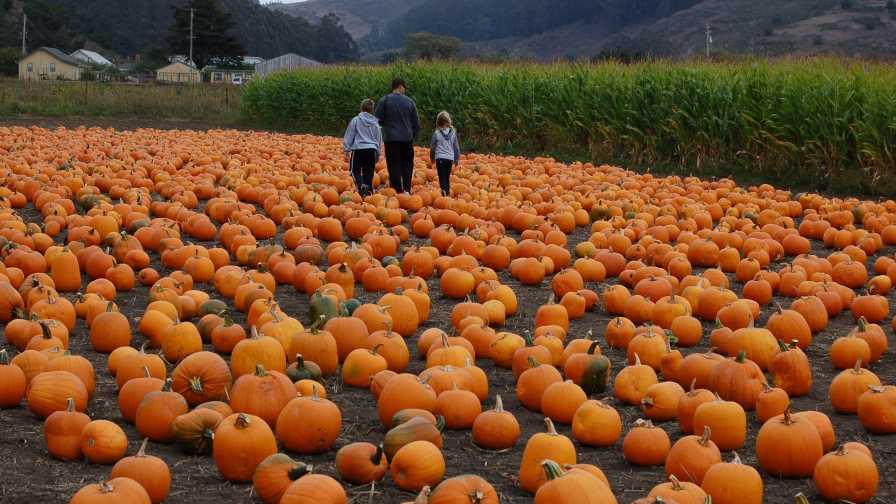 Texas Pumpkin Growers Report Strong Harvest