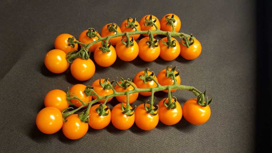 What to Look for In Greenhouse Vegetable Varieties