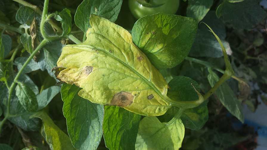 target spot of tomato