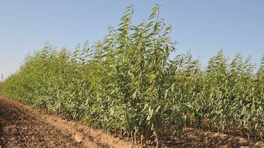 Pollinating Varieties or No Pollinating for Almond Growers?