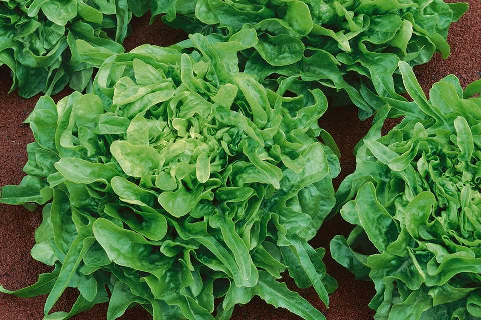 Sandy (Terra Organics)
