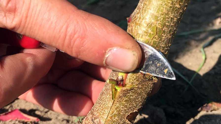 Practical Considerations for Peach Tree Propagation