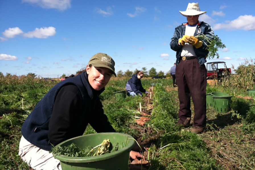 Organic Production Likely Improves Deadly Fungus Control in Carrots