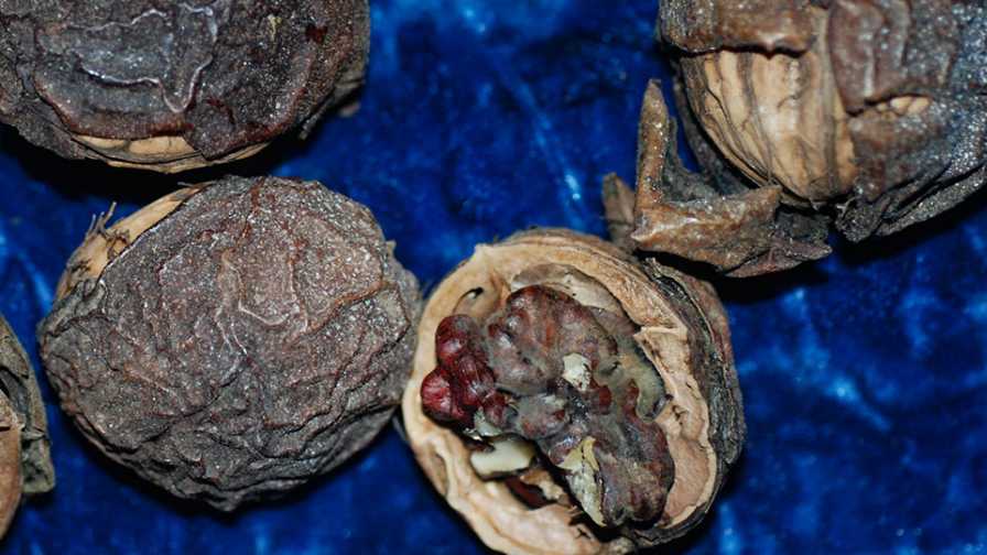 Walnut Mold Confuses Growers in California