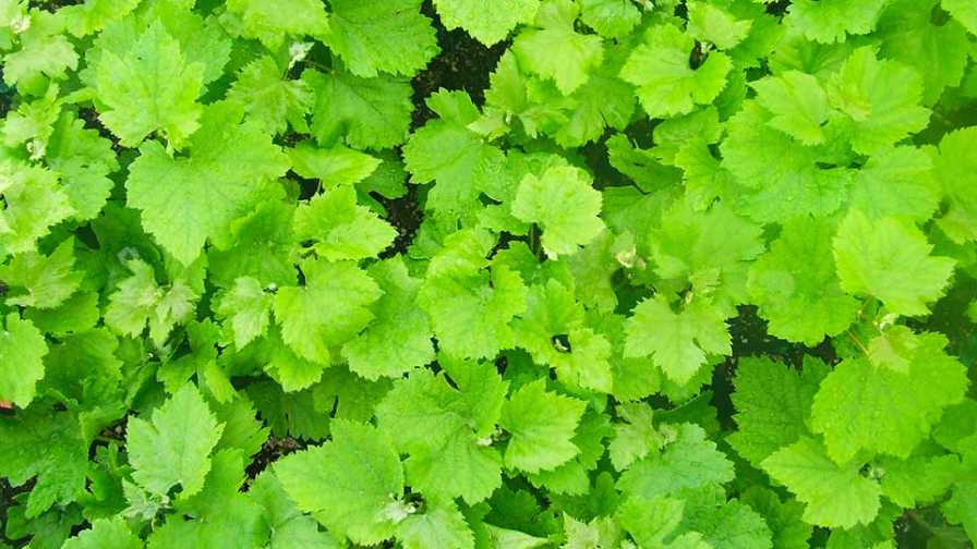 The Time Might Be Right for Grape Rootstock
