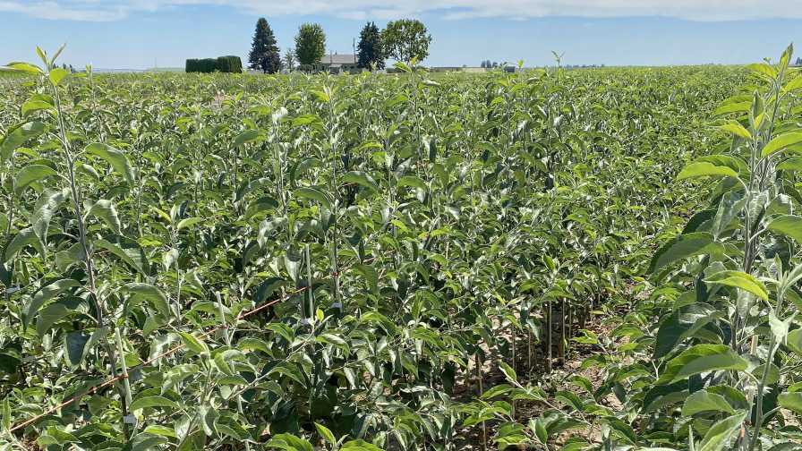 Tree Fruit Nursery Industry Takes a Breath