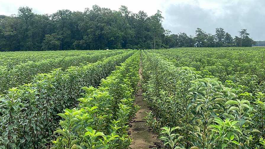 Apple Variety Selection Tougher Than Ever for Growers