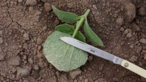 A New Way to Control a Deadly Virus in Desert Melons
