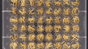 ‘Hairy Roots’ To the Rescue! Deadly Plant Diseases Put on Notice