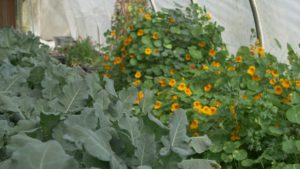 Tips and Tricks to Make Growing Hydroponic Vegetables Easier