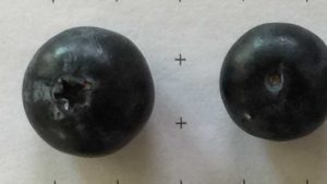 The Newest Blueberry From Florida Is One To Watch
