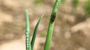 Field Scouting Guide: Allium Leafminer