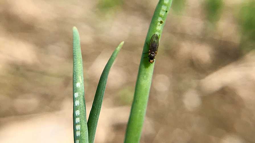allium leafminer
