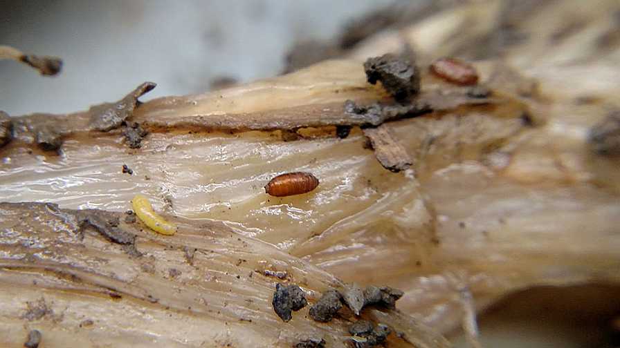 Allium leafminer larvae and pupae on rotten leak
