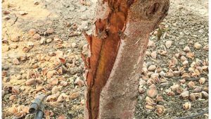 Time To Revisit Ceratocystis Canker in Almonds