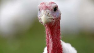 What Thanksgiving Dinner Will Cost in a Pandemic