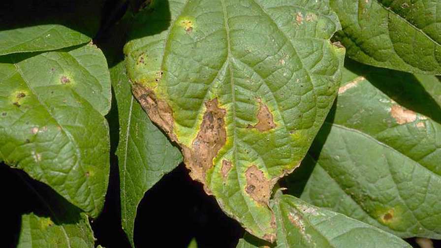 Common Bacterial Blight of Beans Can Strike in a Snap