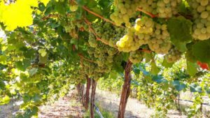 California Wine Growers on a Tightrope? Annual Survey Results In