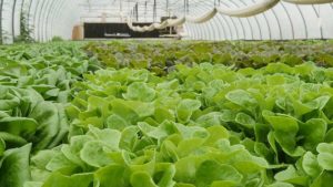 Is the Vegetable Industry Set for a Greenhouse Boom?