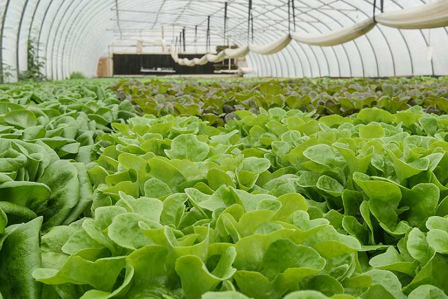 Inside Deal: Amazon Ventures Into the World of Leafy Greens