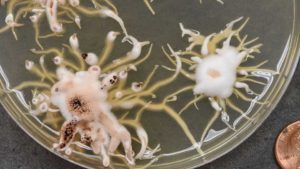 Testing for Vegetable Pathogens: Why, What, How, When?