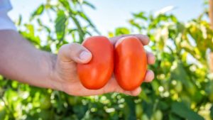 Check Out These Breakthrough Vegetable Varieties