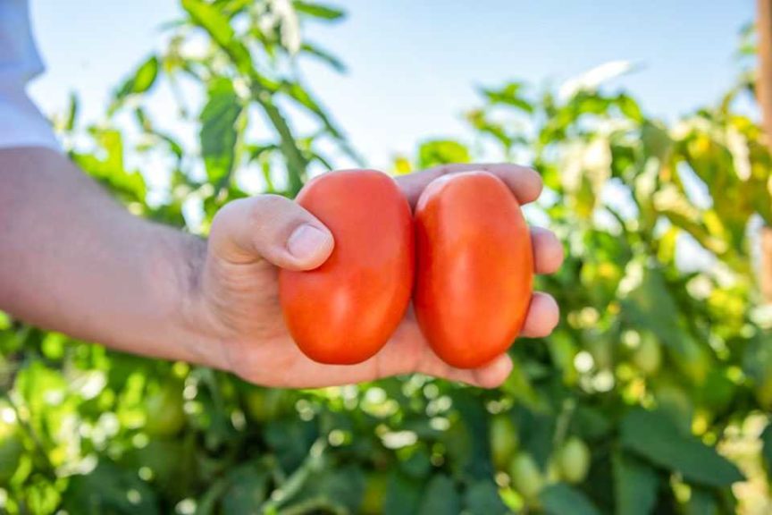 'Davinci' tomato (HM.Clause)