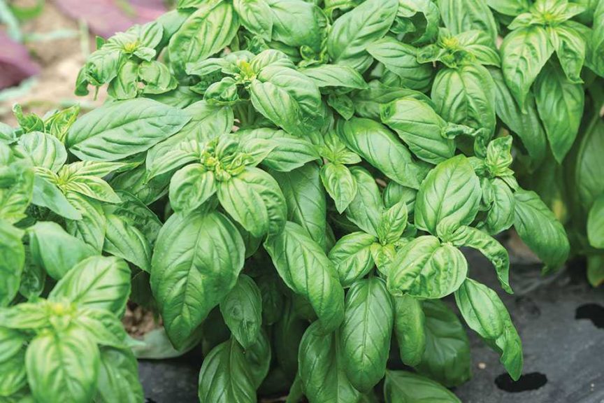 'Prospera Compact DMR' basil (Johnny's Selected Seeds)