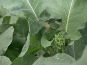 Broccolini 