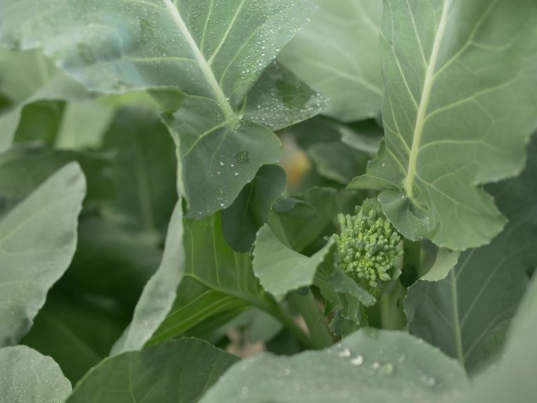Broccolini 