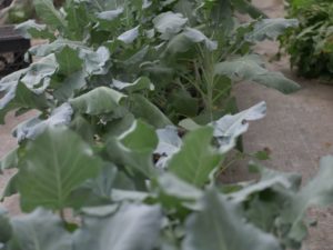 Rows of broccolini 