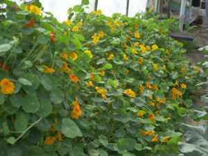 Edible nasturtiums flowers 