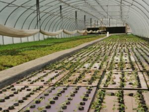 Young heads of lettuce