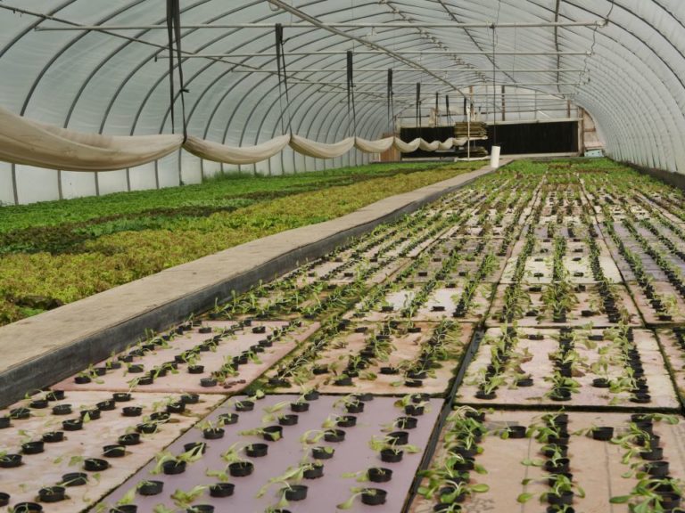 Young heads of lettuce