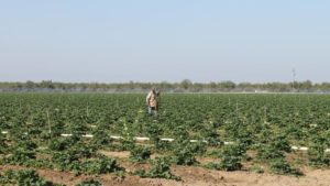 Huge Gaps Found in Small Farms’ Food Safety Practices