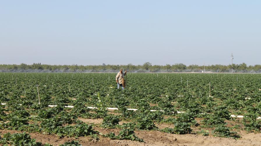 Huge Gaps Found in Small Farms’ Food Safety Practices