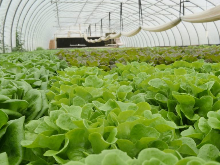 Mature heads of hydroponic lettuce