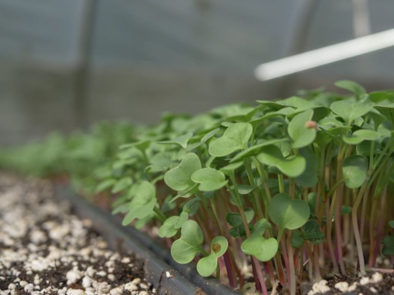 Green radish micro greens