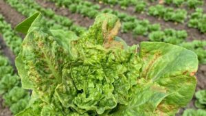 Is America’s Salad Bowl Facing a New Normal?