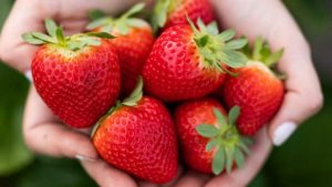 Florida Strawberry Growers Hold up Strong After the Hurricanes