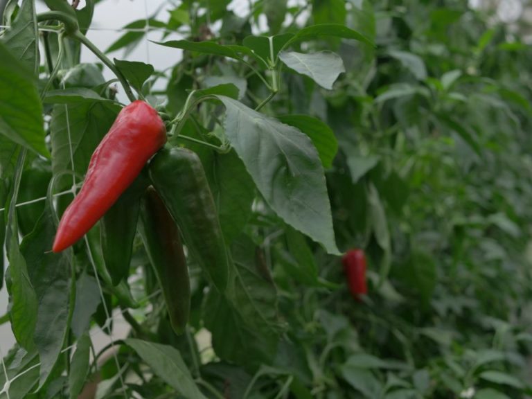 Sweet Italian peppers in the greenhouse