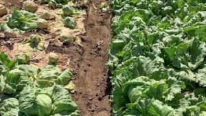California Registers Albaugh Fungicide for Use in Multiple Food Crops