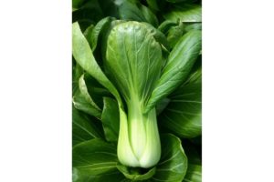 Raichu (CN Seeds Ltd., Garden Trends Inc DBA Harris Seeds)