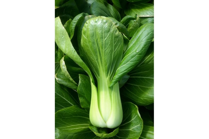 Raichu (CN Seeds Ltd., Garden Trends Inc DBA Harris Seeds)