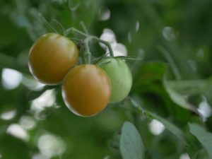 Tomatoes are another staple 