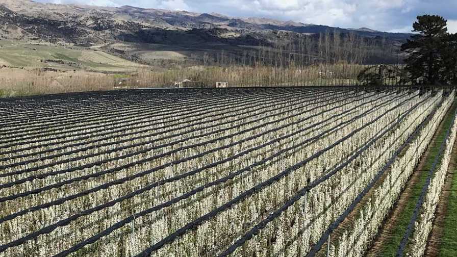 UFO-trained cherry trees in the PNW